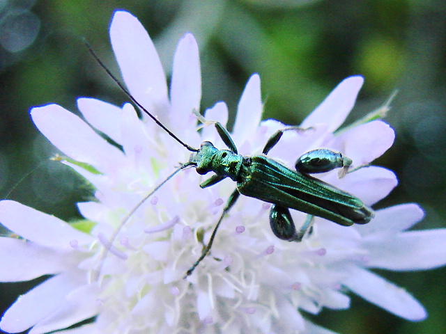 Oedemera nobilis